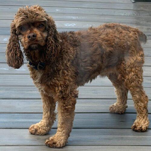 Enlarge Zeus C 26091, a Adoptable Cocker Spaniel in Parker, CO image 1/2