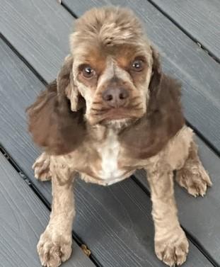 Enlarge Zeus C 26091, a Adoptable Cocker Spaniel in Parker, CO image 2/2