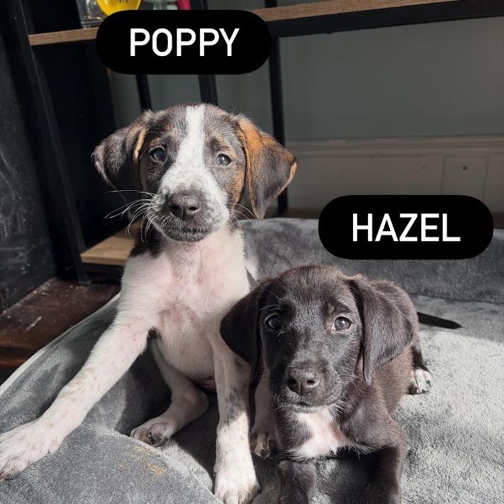 Poppy, Adoptable, Puppy Female Australian Shepherd & Mixed Breed.