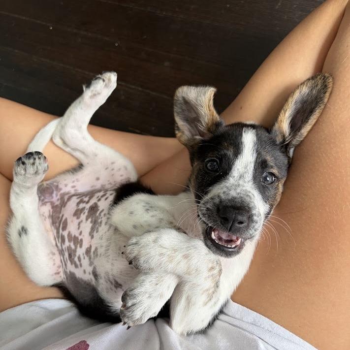 Poppy, a Adoptable mixed breed in North Charleston, SC image 3/5