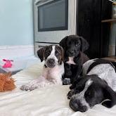 Poppy, a Adoptable mixed breed in North Charleston, SC image 5/5