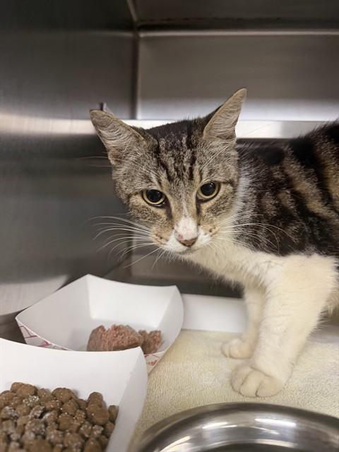 LOULOU, Adoptable, Adult Female Domestic Medium Hair.