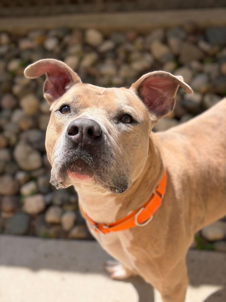 Curly, Adoptable, Adult Male Terrier.