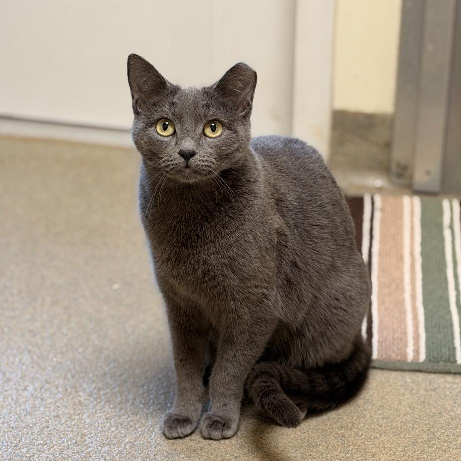 Tadpole — thumbnail 2