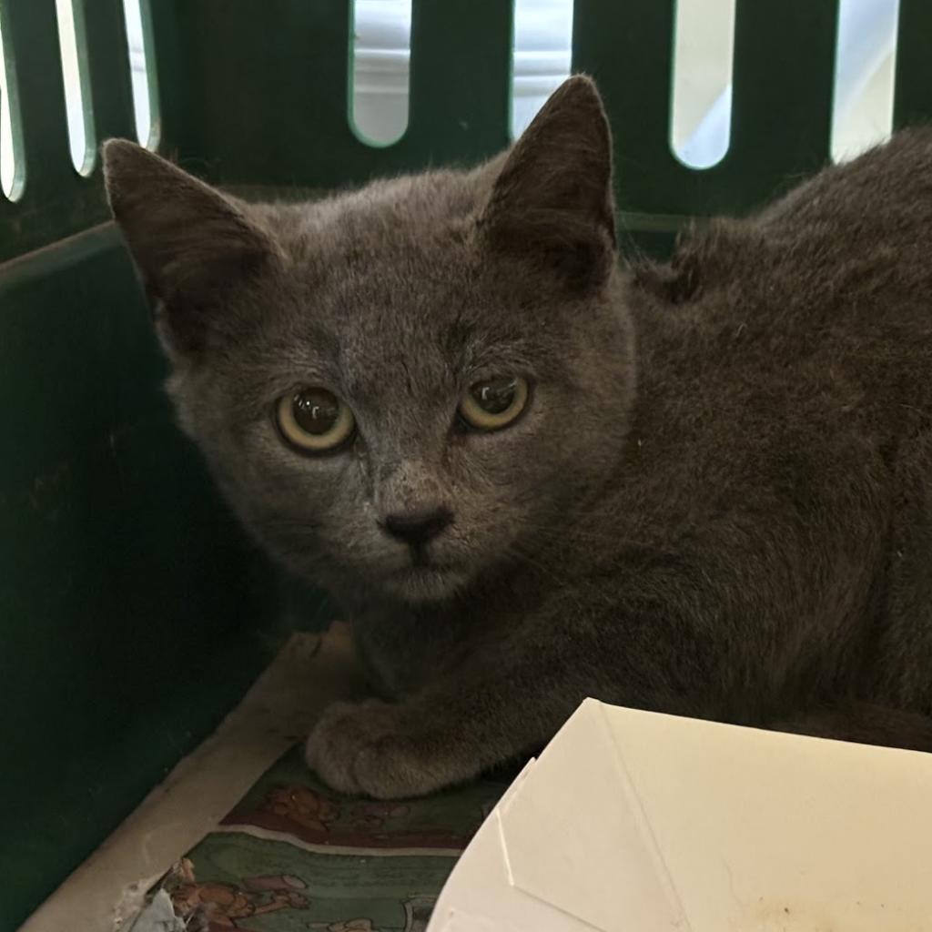 Tadpole — thumbnail 4