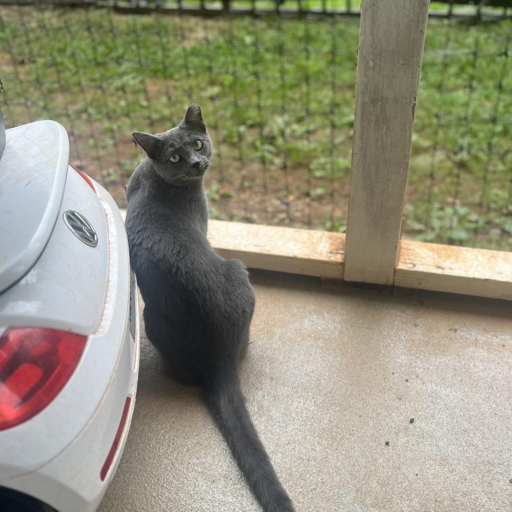 Tadpole — thumbnail 6