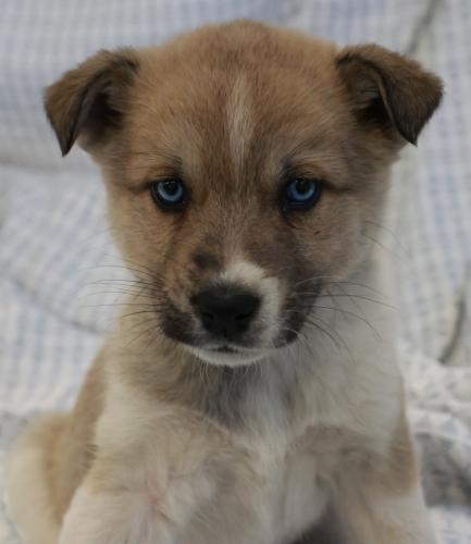 Moss, Adoptable, Puppy Female German Shepherd Dog.