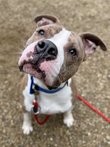 Chunky, Adoptable, Adult Male Pit Bull Terrier & Mixed Breed.