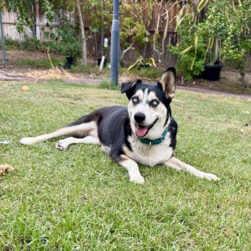 North, Adoptable, Adult Female Siberian Husky.