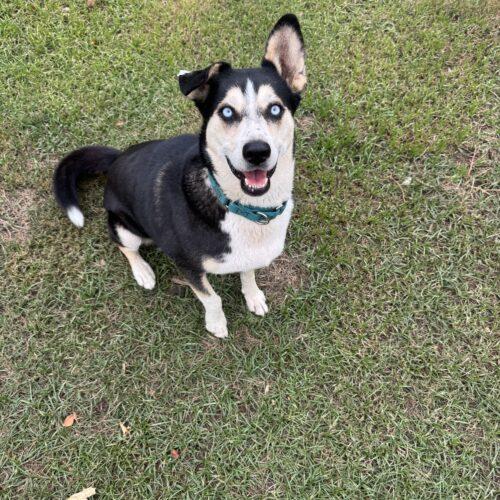 Enlarge North, a Adoptable Siberian Husky in Coachella, CA image 2/2