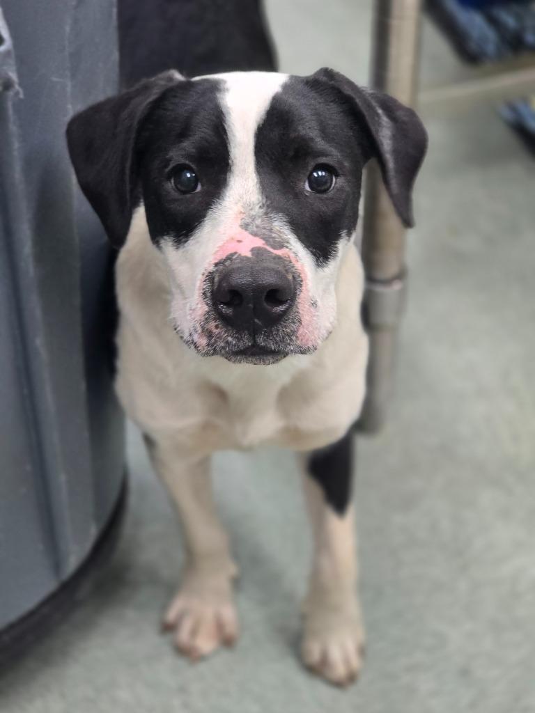 Haggard/ Happy Feet In Foster, Adoptable, Young Male Labrador Retriever & Mixed Breed.