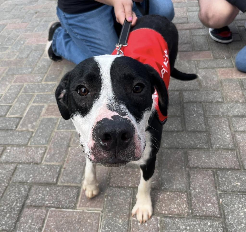 Enlarge Cooper In Foster, a Adoptable mixed breed in Danielsville, GA image 2/3