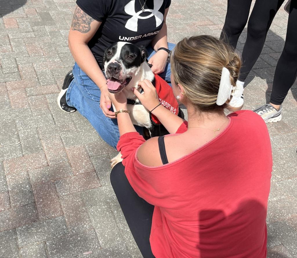 Enlarge Cooper In Foster, a Adoptable mixed breed in Danielsville, GA image 3/3