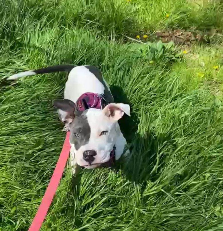 Lyla, ADOPTABLE, Puppy Female Pit Bull Terrier.