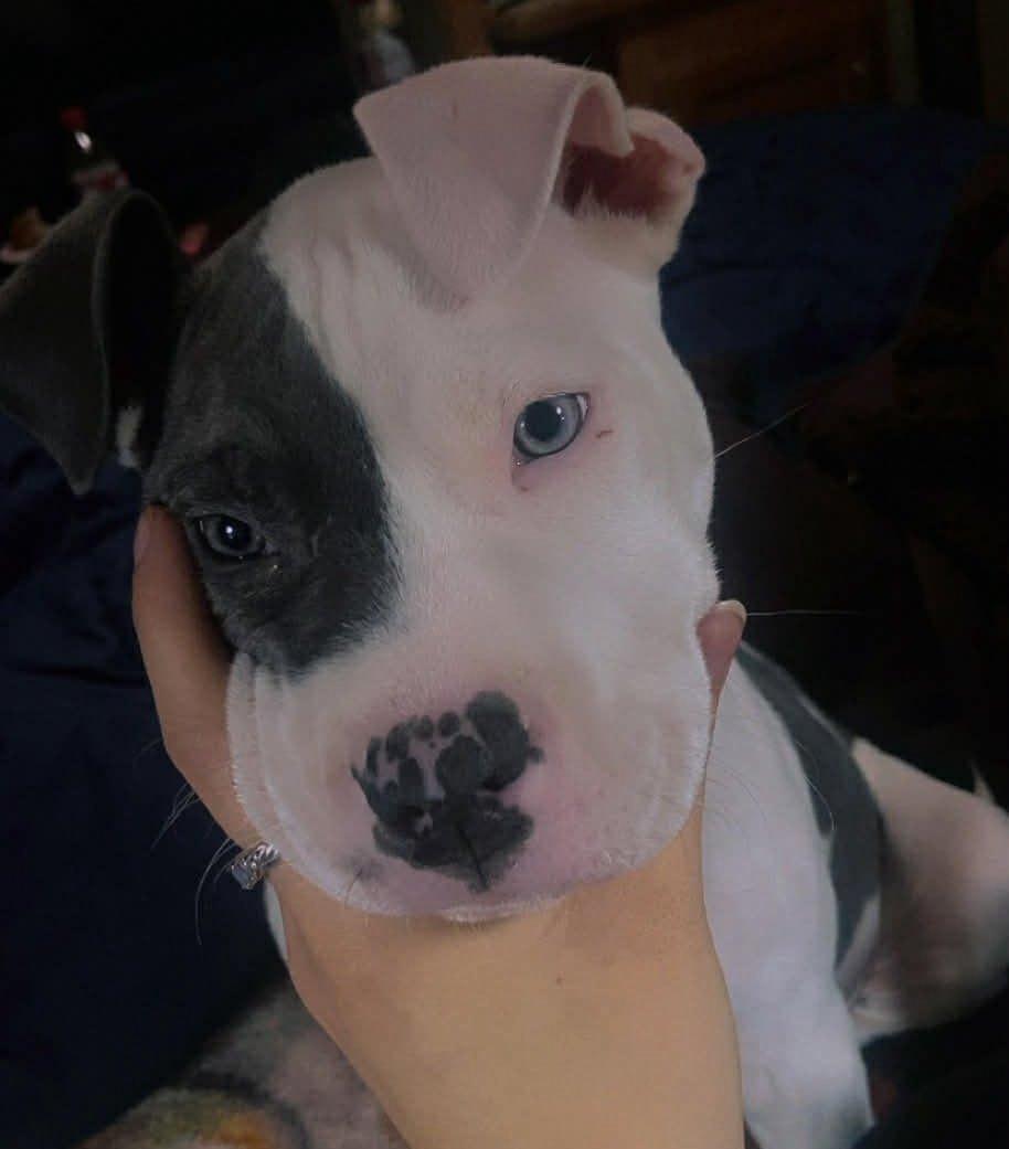 Enlarge Lyla, a ADOPTABLE mixed breed in Middletown, NJ image 3/4