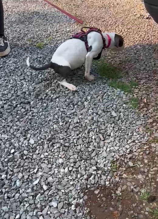 Enlarge Lyla, a ADOPTABLE mixed breed in Middletown, NJ video 1/4