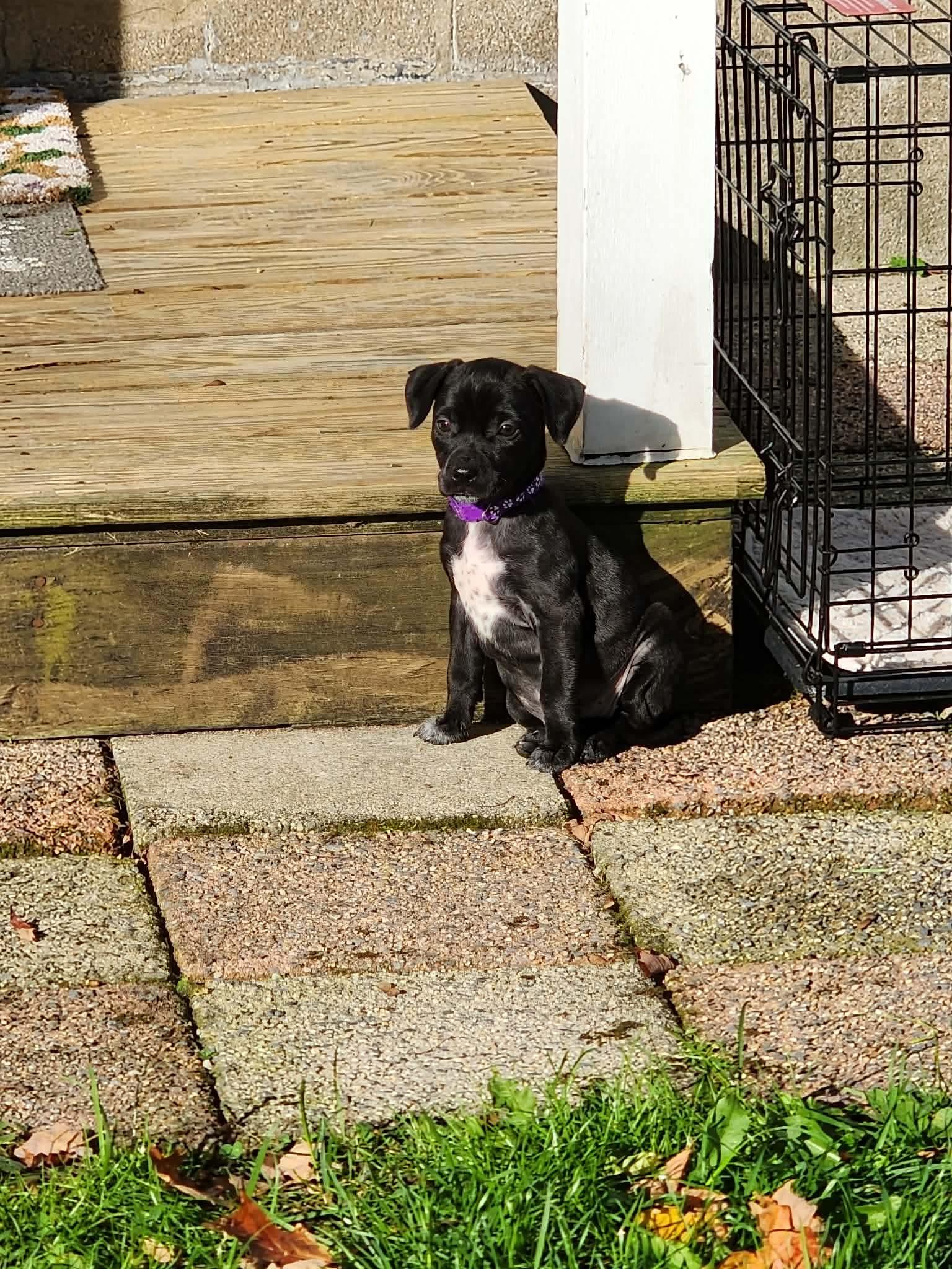 Winnie- Little Monster's Litter photo
