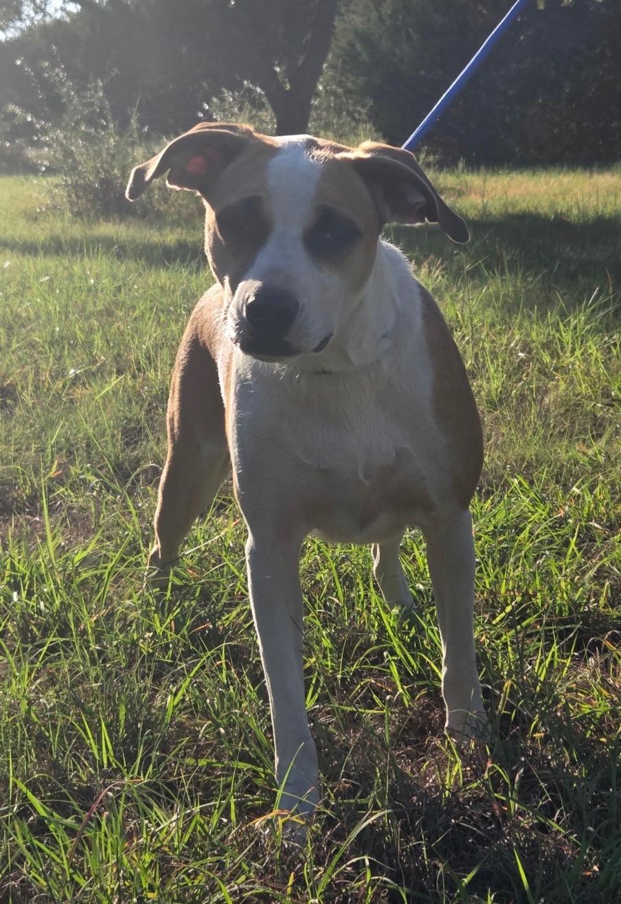 Mulan, Adoptable, Adult Female Mixed Breed.