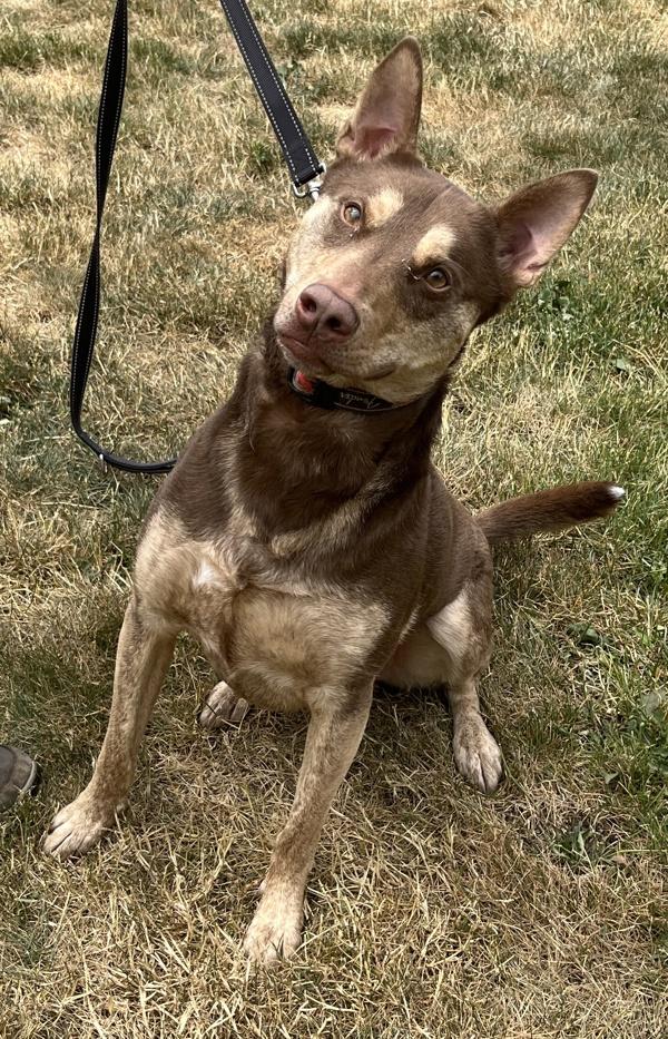 Zeke, Adoptable, Adult Male Australian Kelpie.