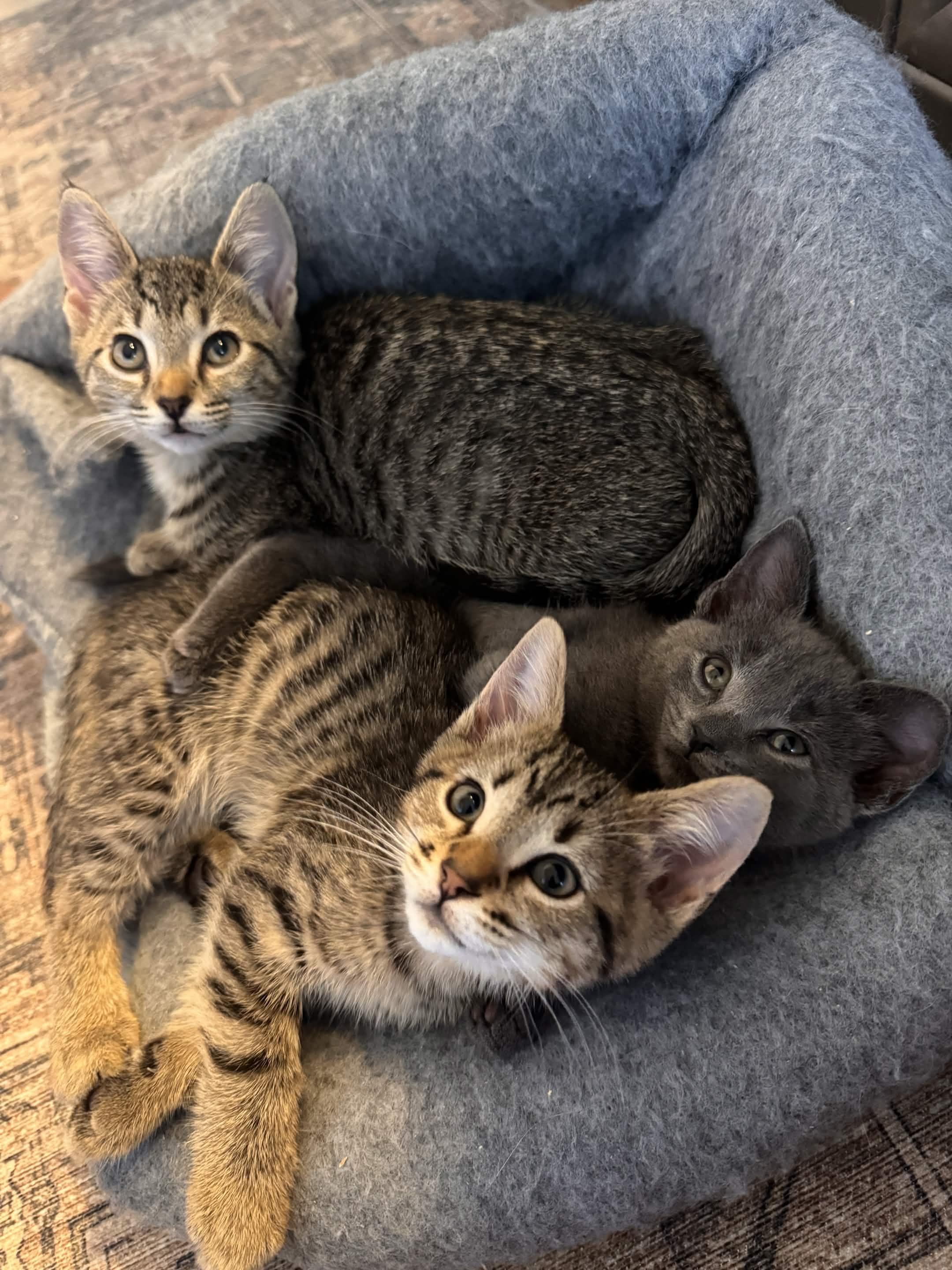 Jo Jo, adopted, Kitten Female Domestic Short Hair.