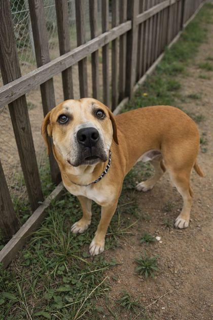 Enlarge Jake, a ADOPTABLE mixed breed in Inverness, FL image 1/1