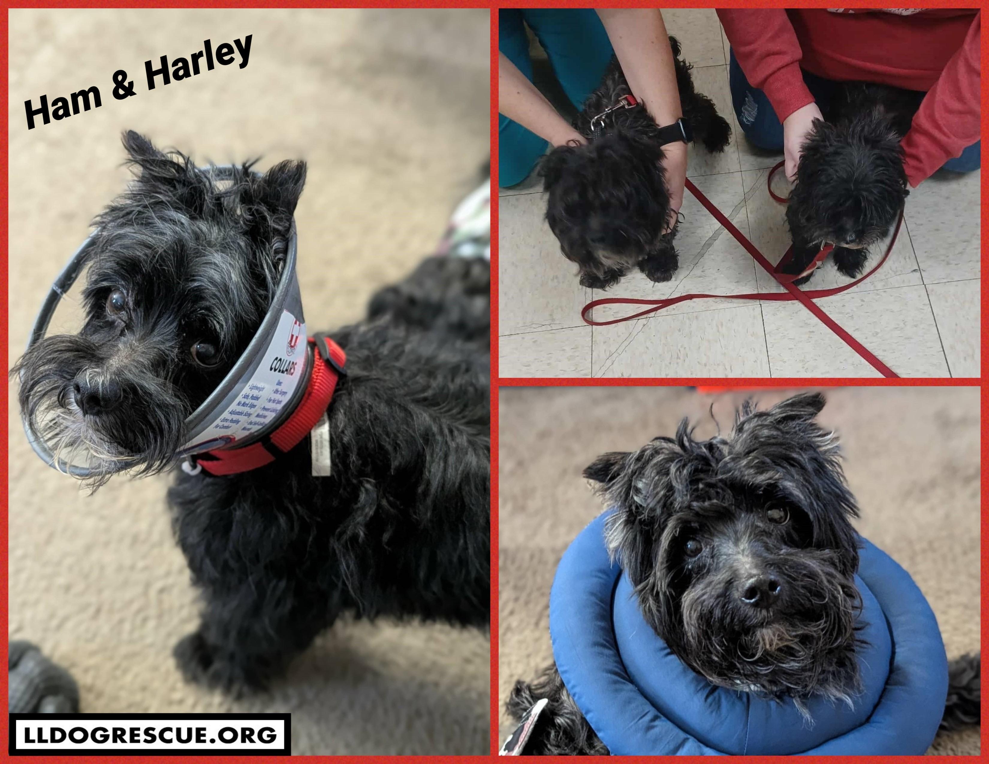 Ham and Harley, Adoptable, Senior Male Yorkshire Terrier & Maltese.