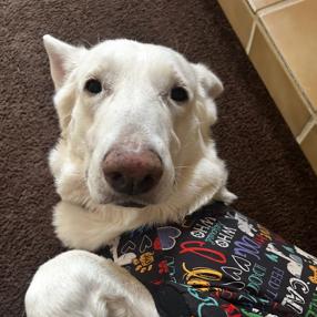 Guera, Adoptable, Adult Female German Shepherd Dog.