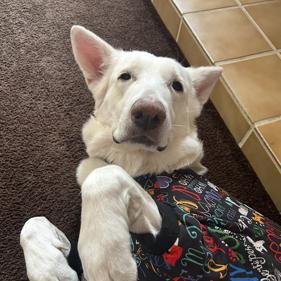 Guera, a Adoptable German Shepherd Dog in Pahrump, NV image 3/3