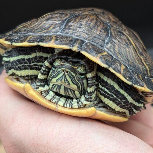 Enlarge Petey, a Adoptable Red-Eared Slider in Pefferlaw, ON image 1/1