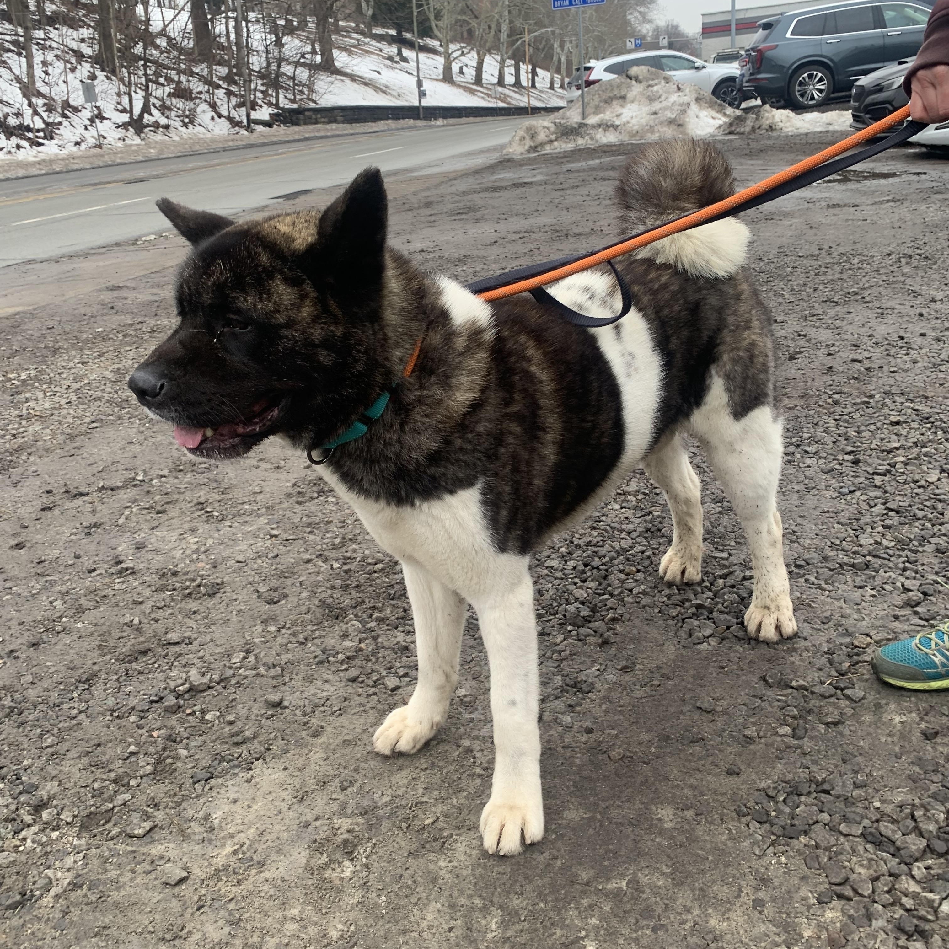 Hector , a ADOPTABLE Akita in McKeesport, PA image 2/5