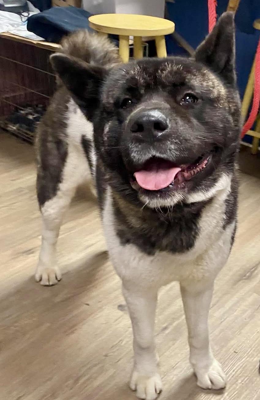 Hector , a ADOPTABLE Akita in McKeesport, PA image 5/5