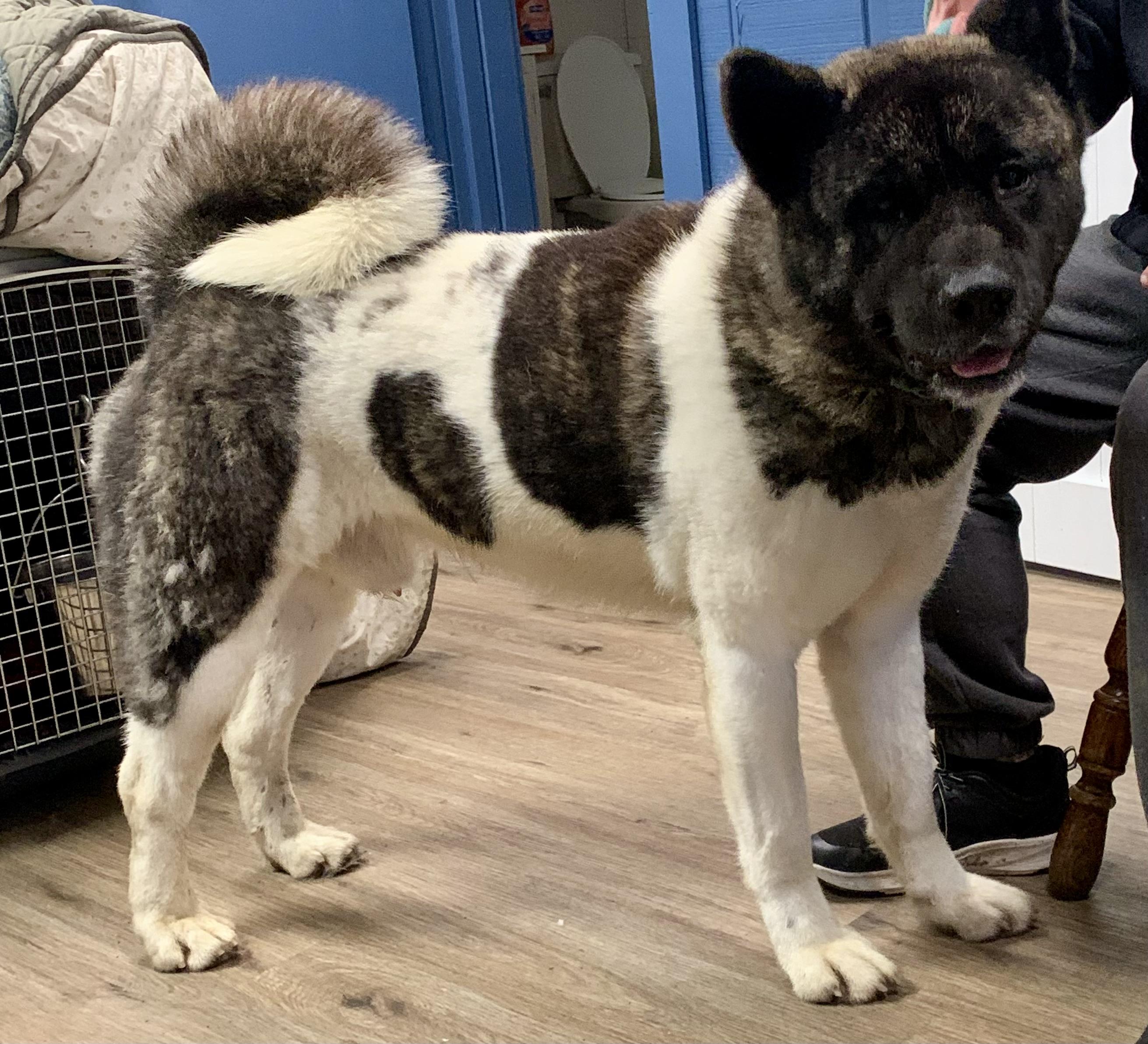 Enlarge Hector , an adoptable Akita in McKeesport, PA image 5/6