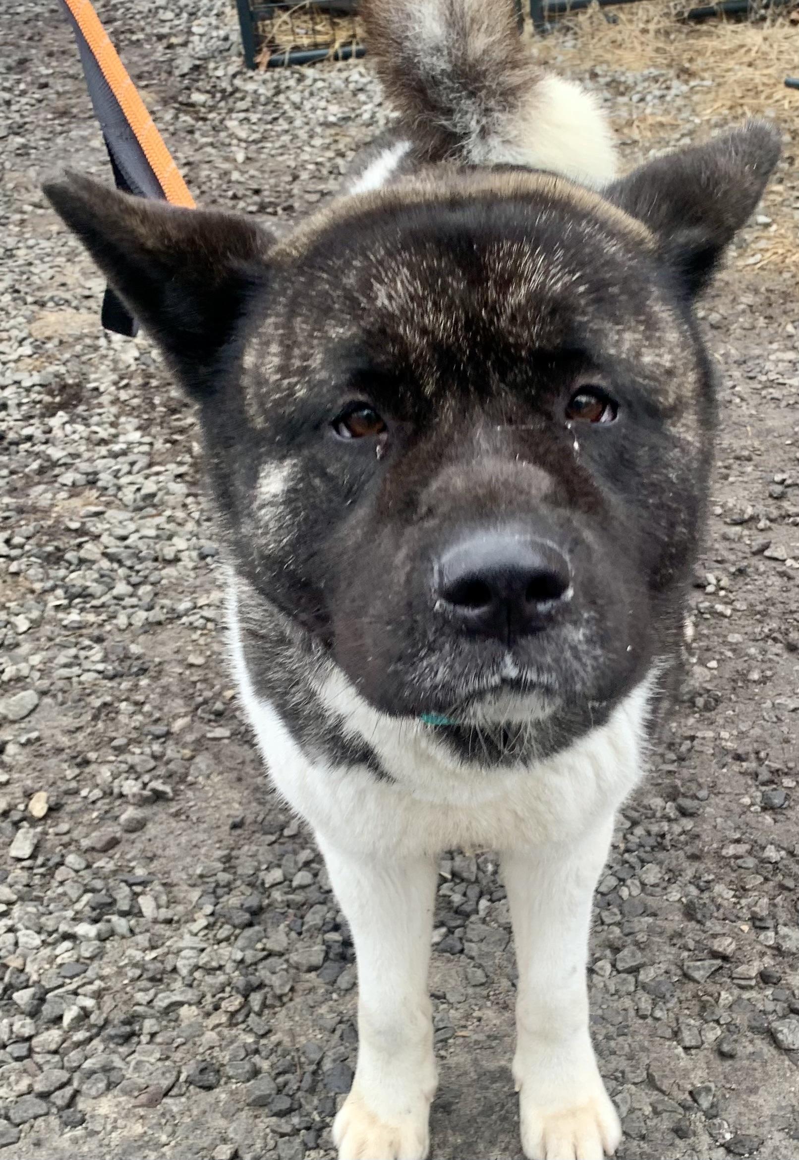 Hector — thumbnail 3