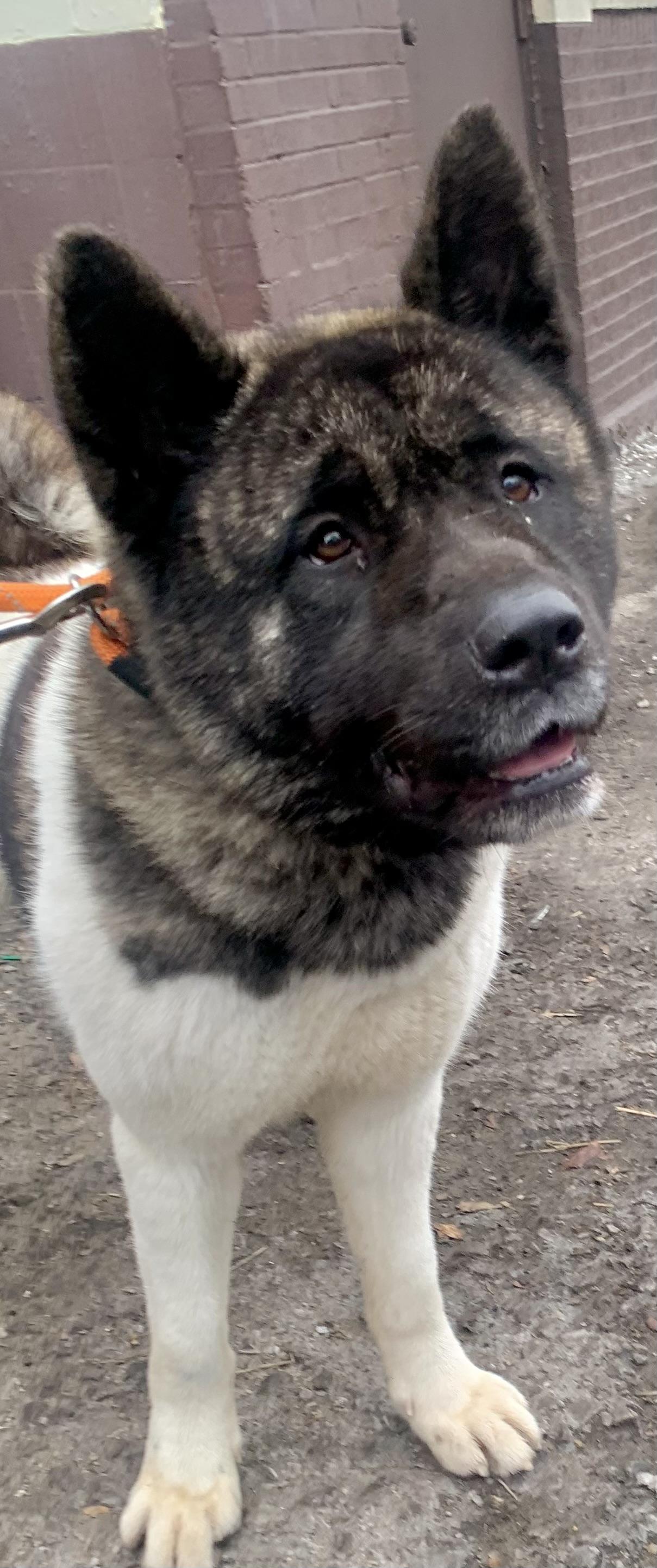 Hector , a ADOPTABLE Akita in McKeesport, PA image 1/5