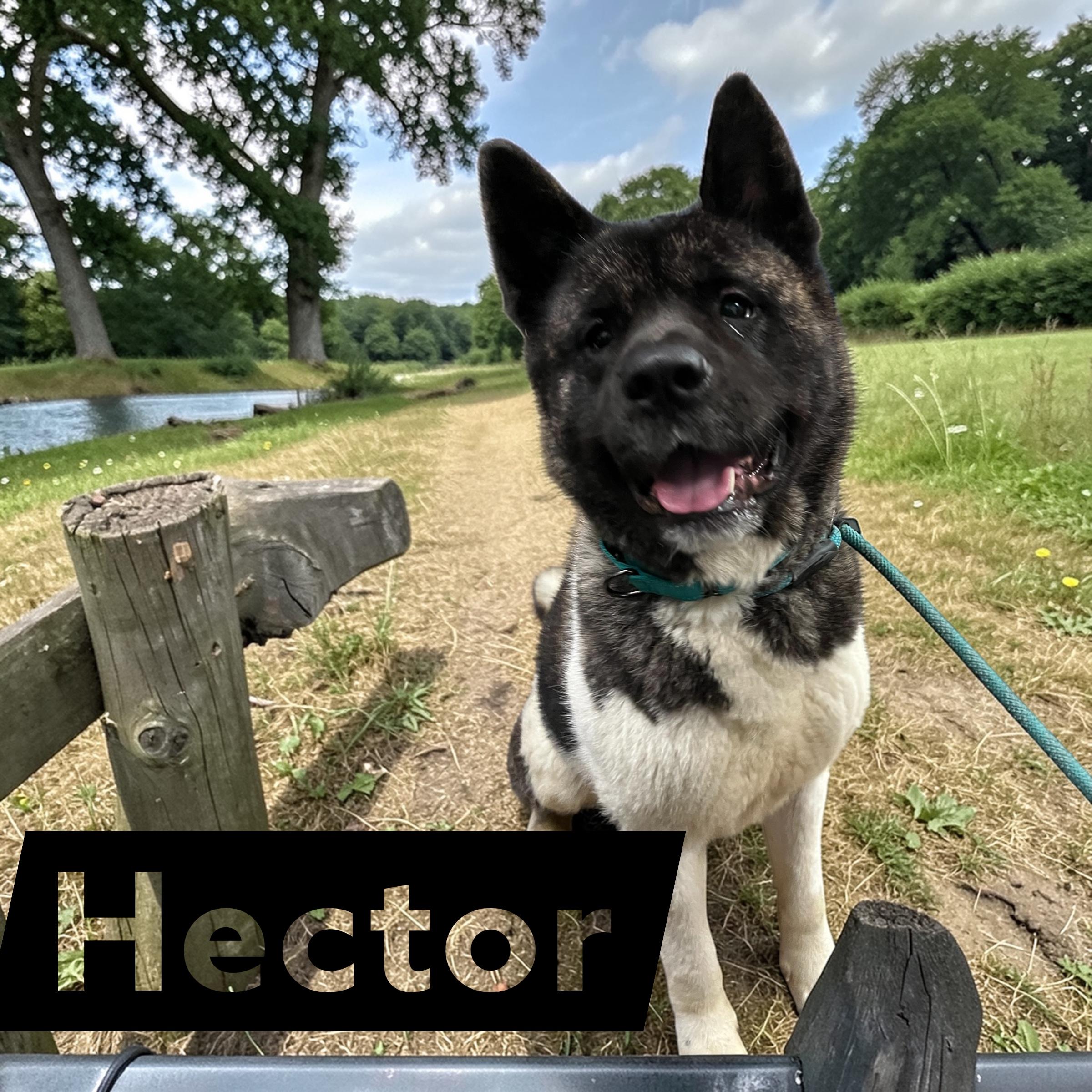 Enlarge Hector , an adoptable Akita in McKeesport, PA image 1/6