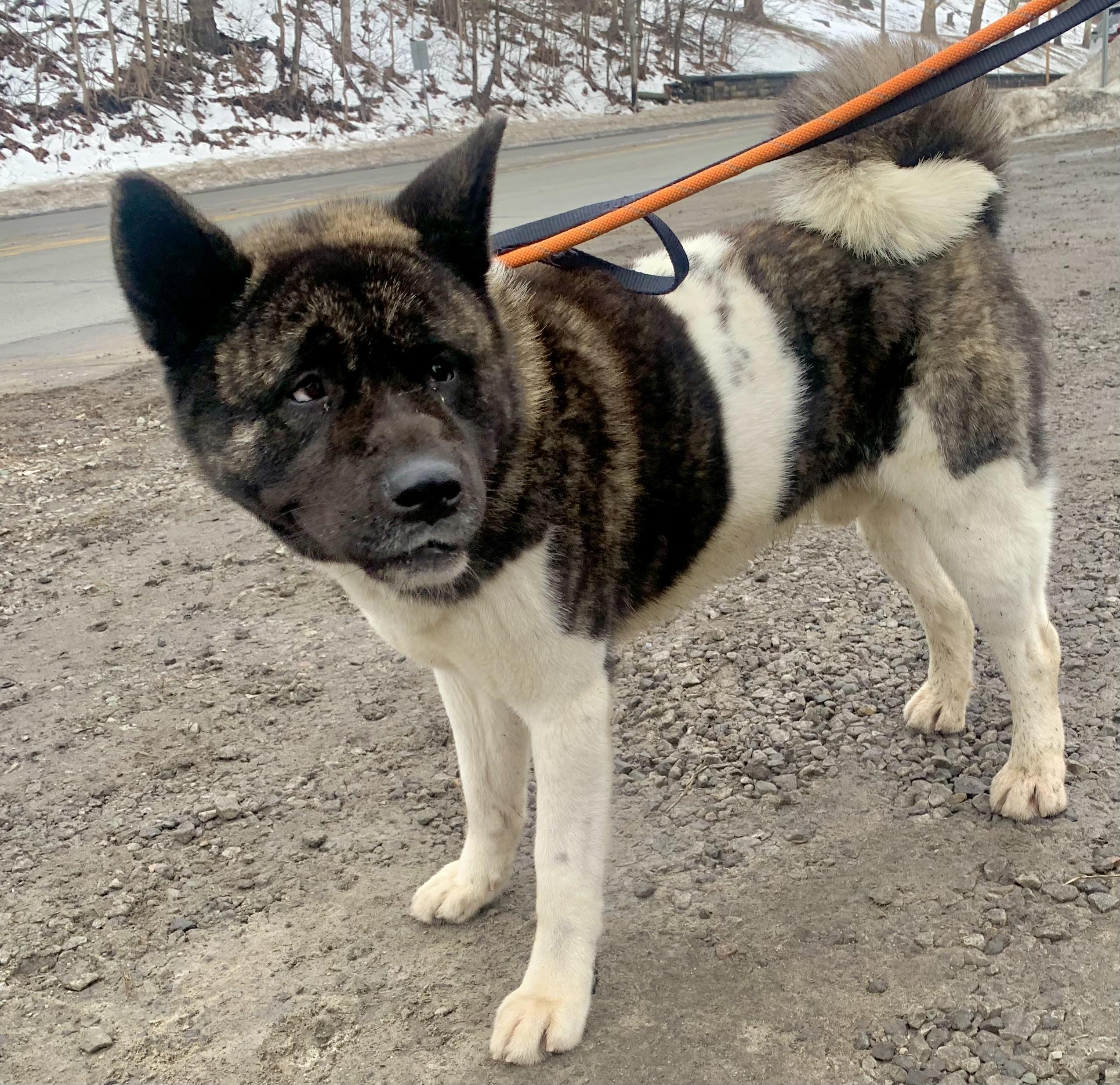 Hector — thumbnail 5