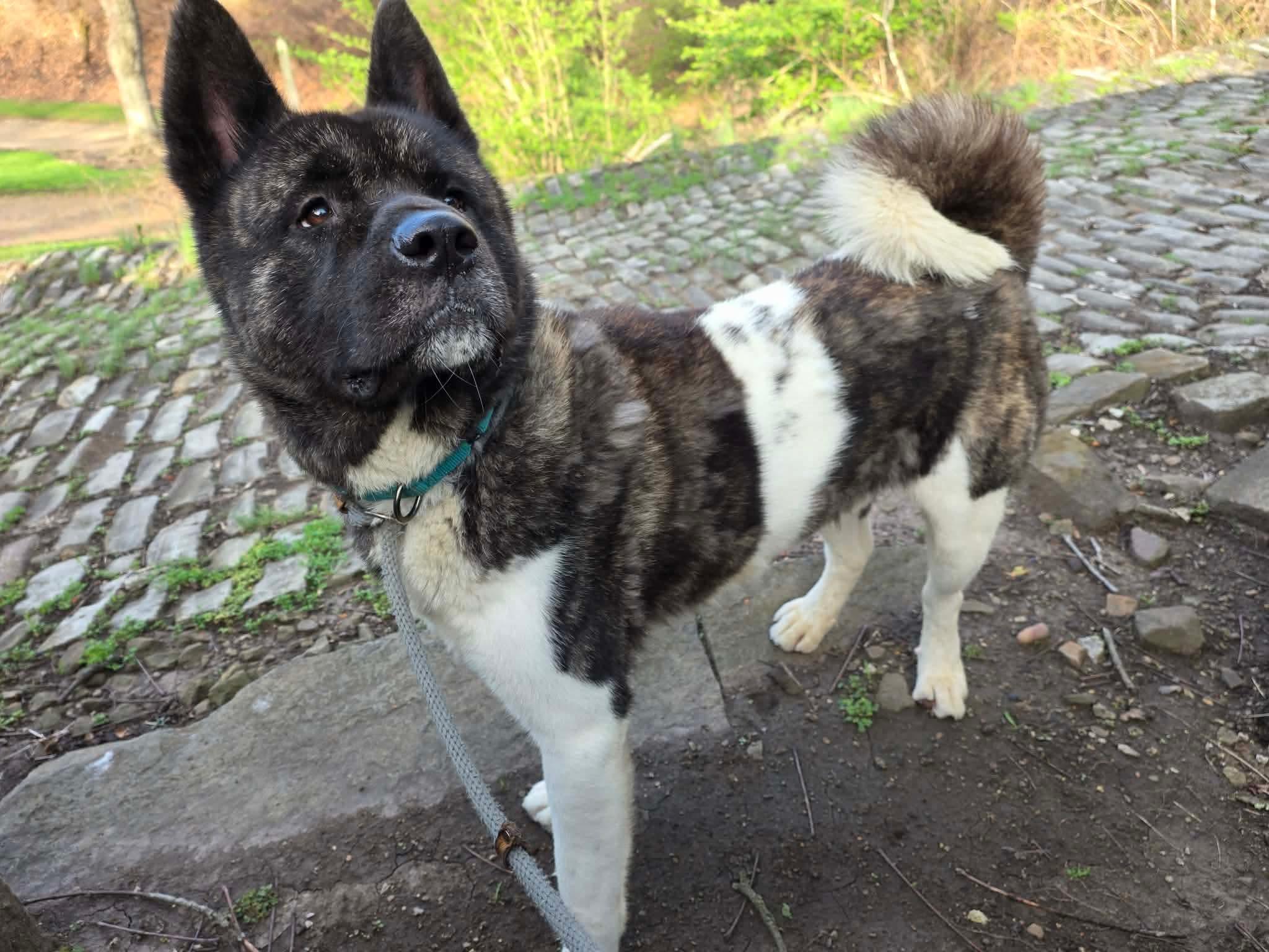 Enlarge Hector , an adoptable Akita in McKeesport, PA image 6/6