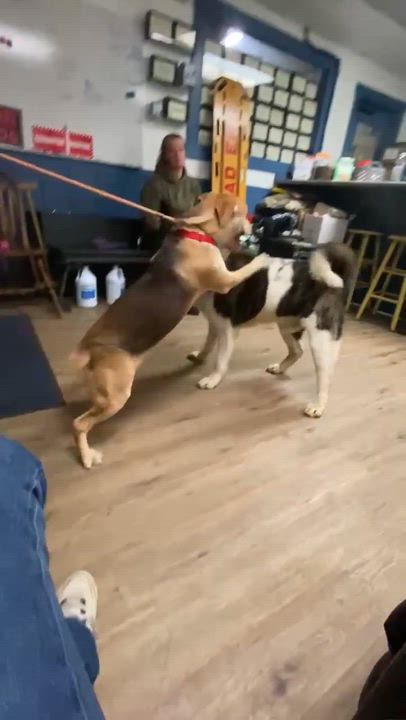 Enlarge Hector , an adopted Akita in McKeesport, PA video 6/6