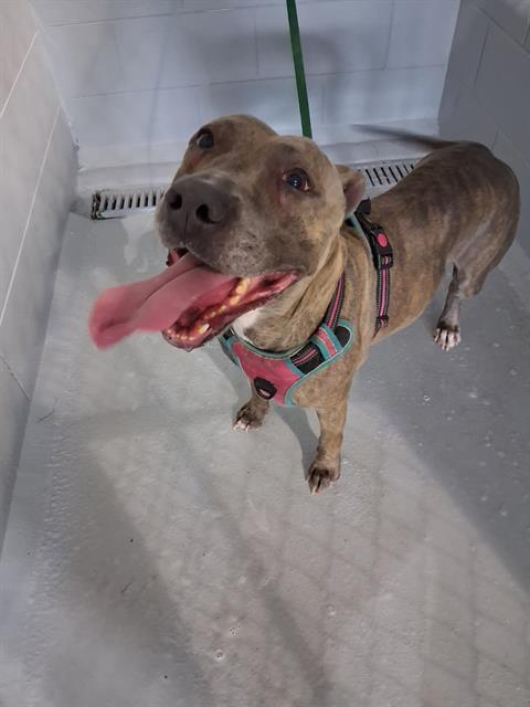 RYLEE, Adoptable, Adult Female American Bulldog.