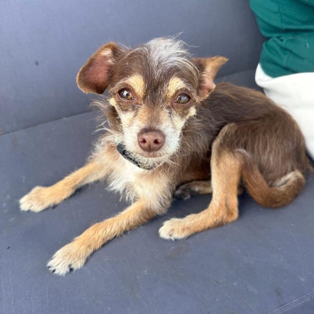 Hawk, Adoptable, Young Female Chihuahua.