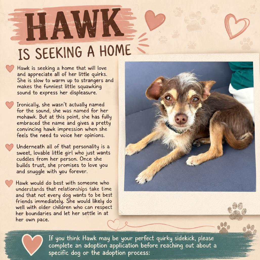 Enlarge Hawk, a Adoptable Chihuahua in Katy, TX image 2/2
