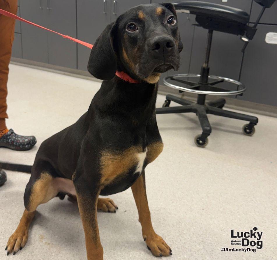 Enlarge Wrangler, a Adoptable Black and Tan Coonhound in Washington, DC image 1/3