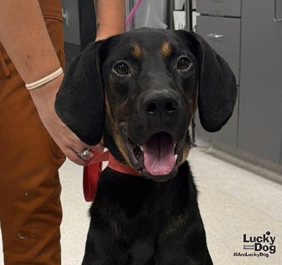 Enlarge Wrangler, a Adoptable Black and Tan Coonhound in Washington, DC image 2/3