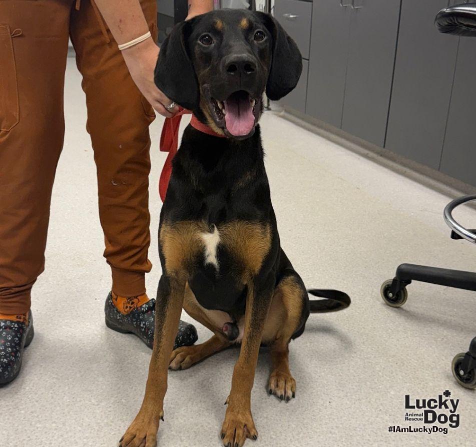 Enlarge Wrangler, a Adoptable Black and Tan Coonhound in Washington, DC image 3/3