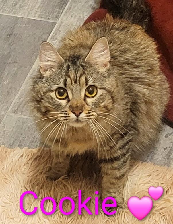 Enlarge Cookie, an adopted Domestic Medium Hair in Las Vegas, NV image 2/2
