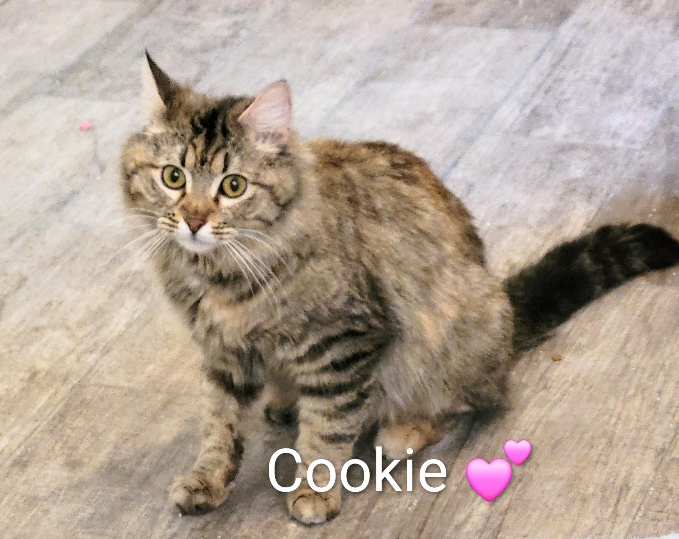 Enlarge Cookie, an adopted Domestic Medium Hair in Las Vegas, NV image 1/2