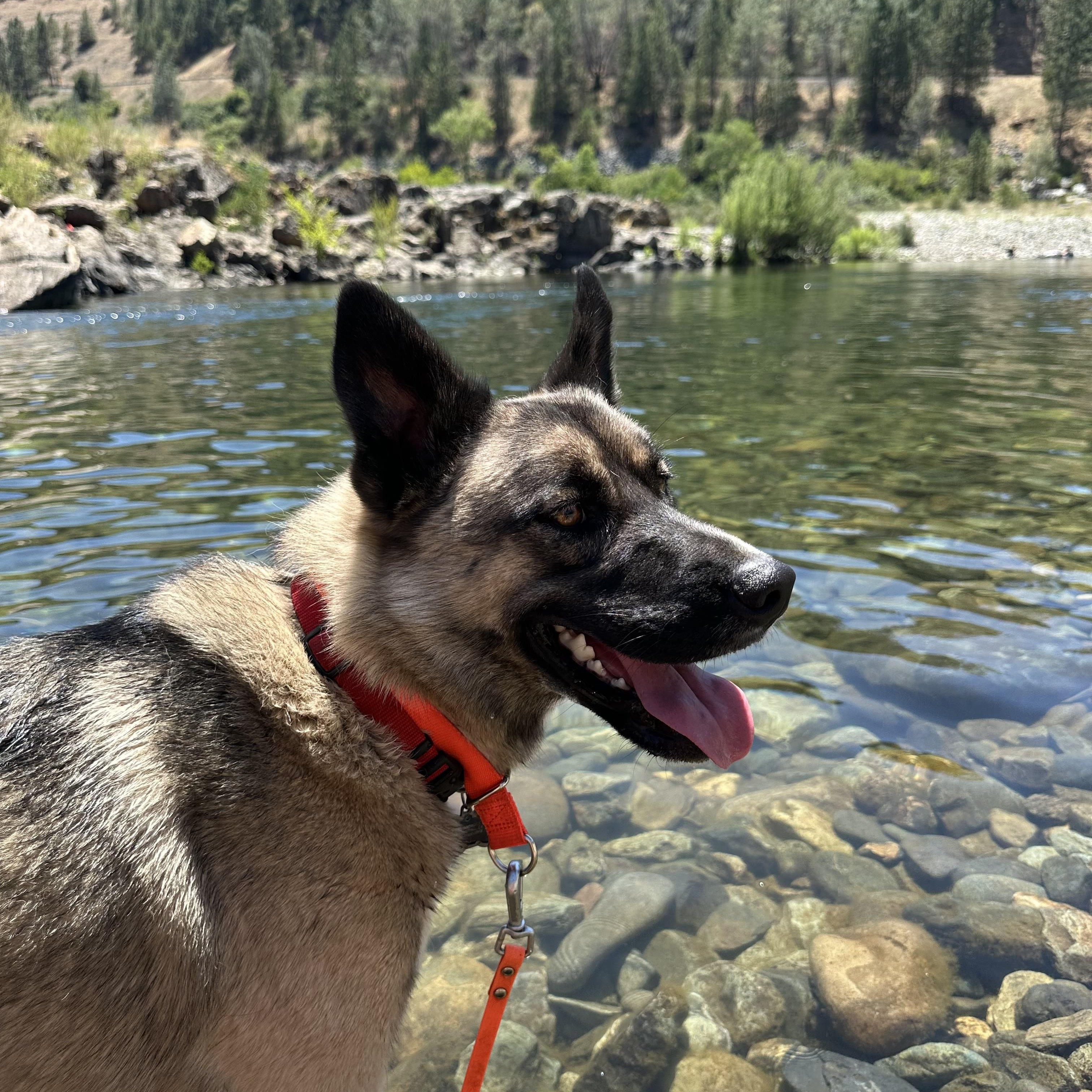 Arlo, a Adoptable mixed breed in Truckee, CA image 4/6