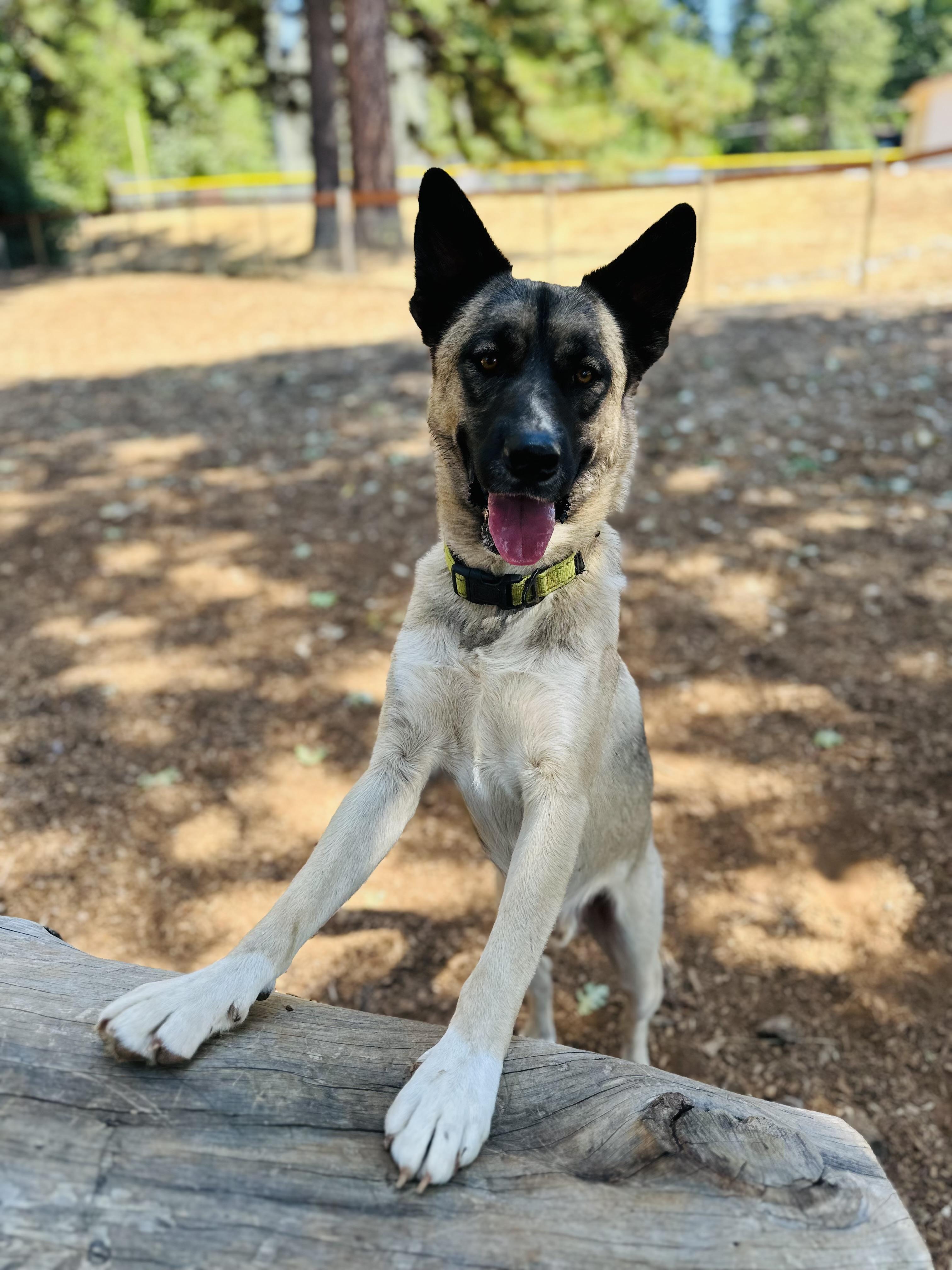 Enlarge Arlo, a Adoptable mixed breed in Truckee, CA image 2/6