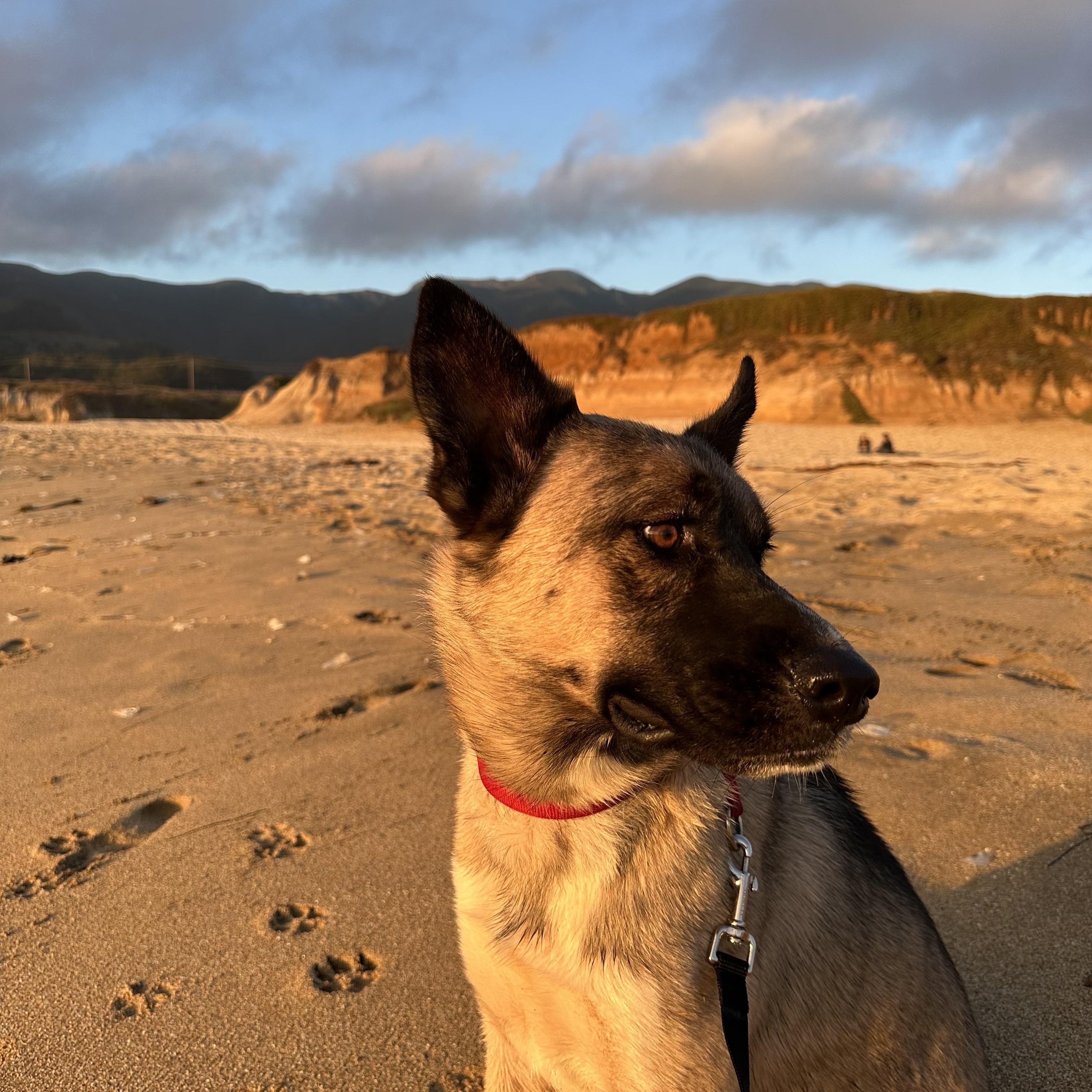 Arlo — thumbnail 5