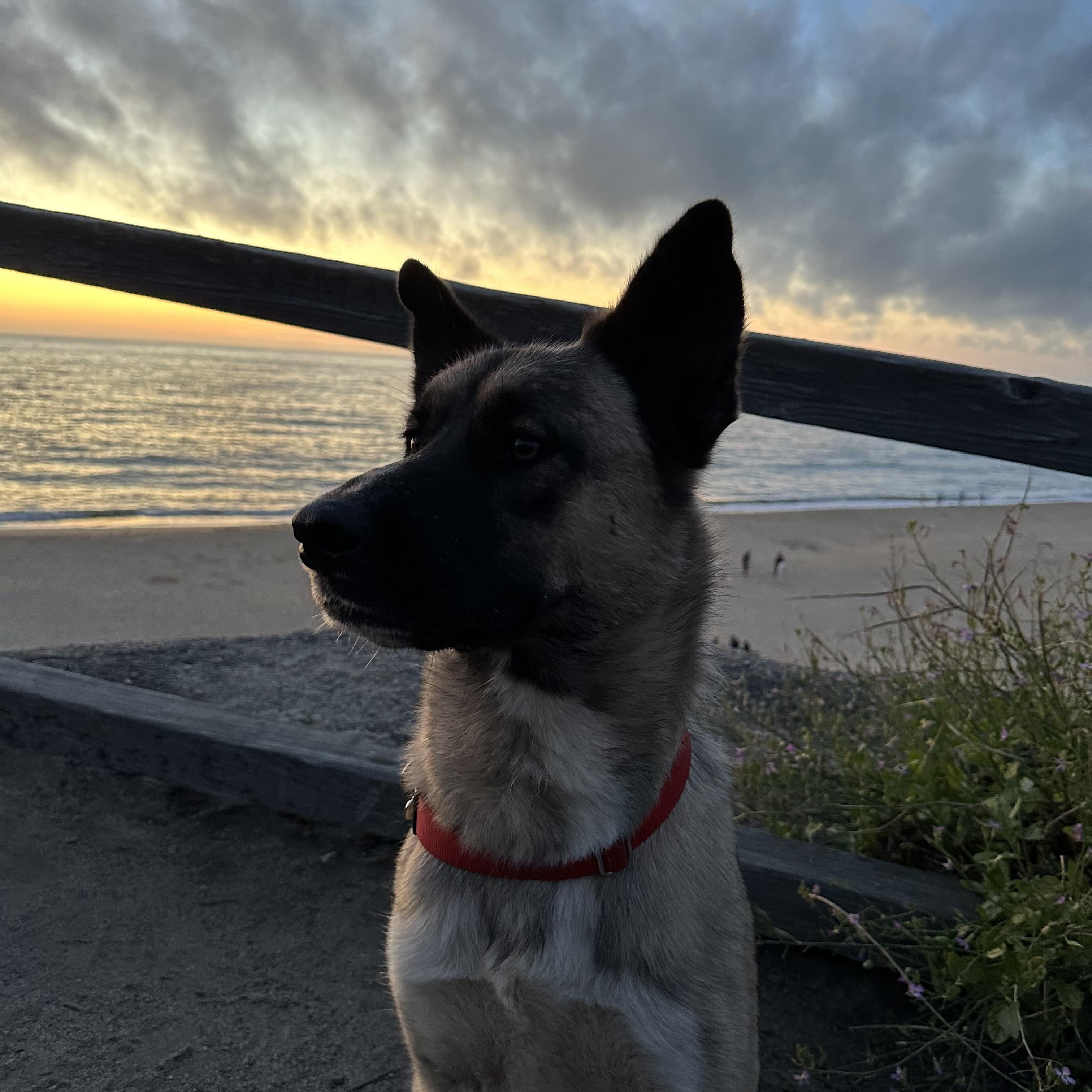 Arlo, a Adoptable mixed breed in Truckee, CA image 6/6